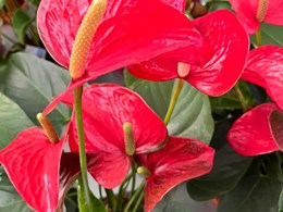 Anthurium: Color, Elegancia y un Toque Tropical Todo el Año