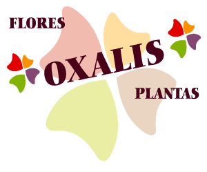 Oxalis