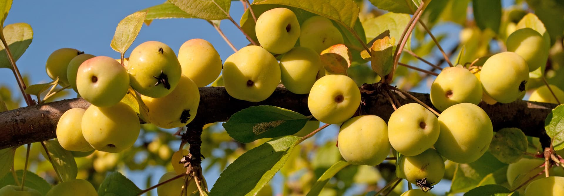 Venta de frutales, plantas aromáticas, semillas y más en Lugo