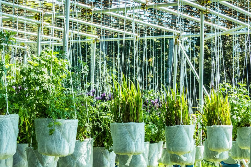 Trabajos con flores y plantas