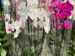 Orquídeas: Elegancia Natural para Tu Hogar